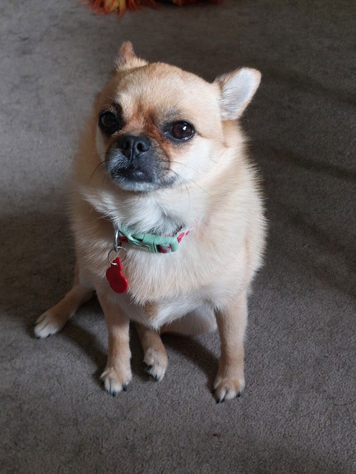 Cute doggo